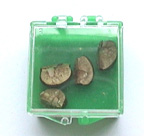 Jumping Beans in green plastic box
